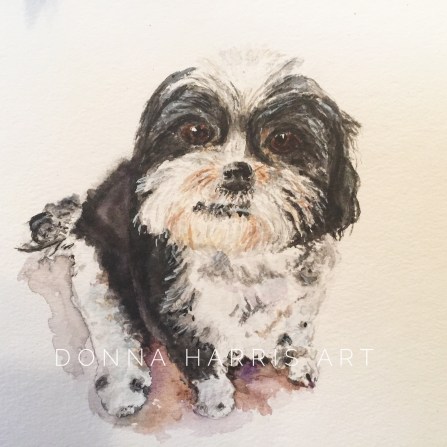Pet Portraits